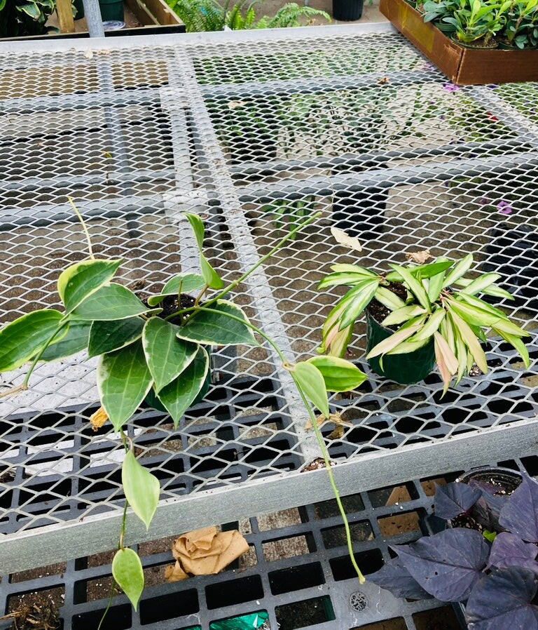 Hoya Macrophylla 