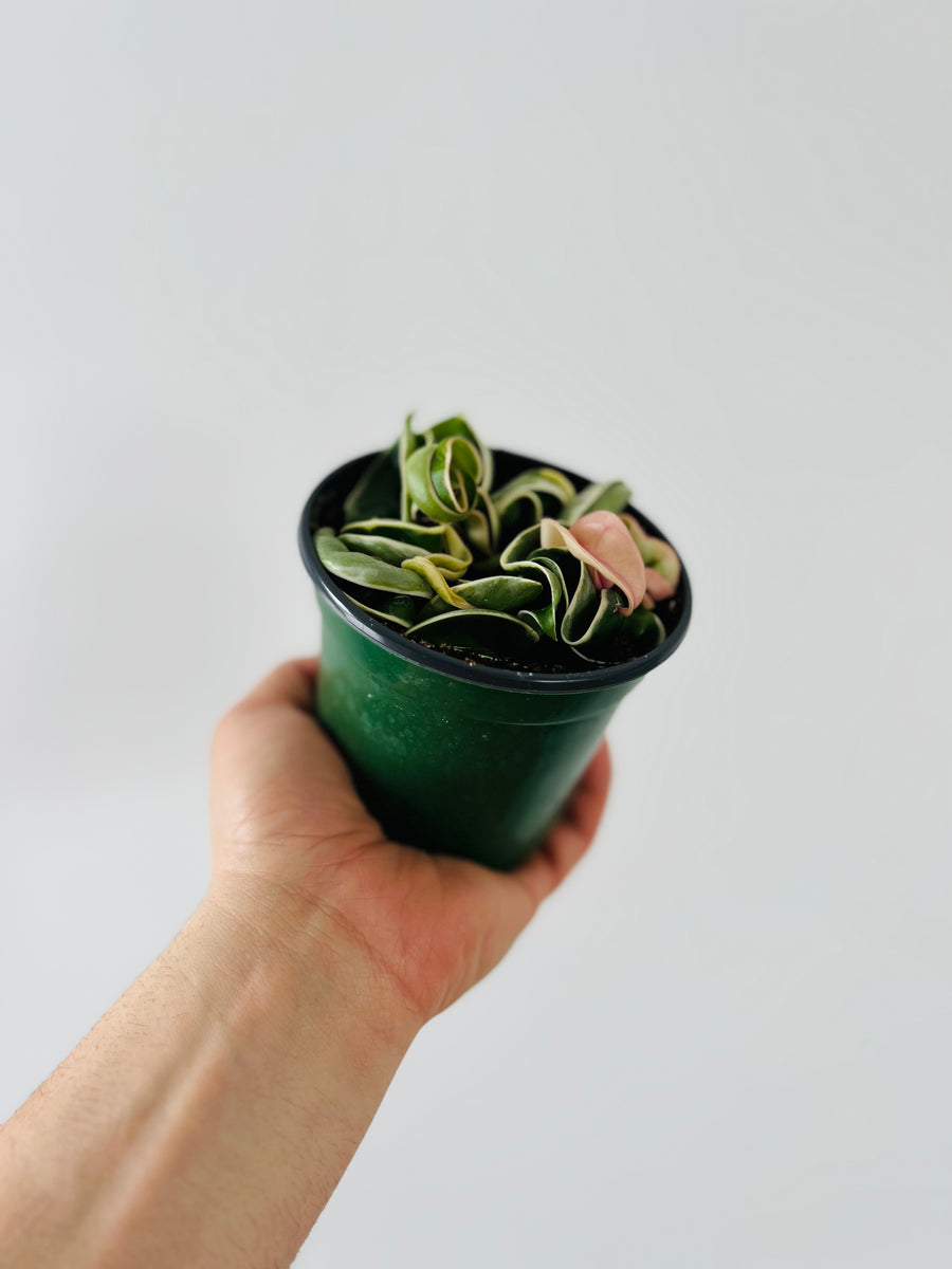 Hoya Compacta ‘Outer Variegated’ - Small Heads - 4