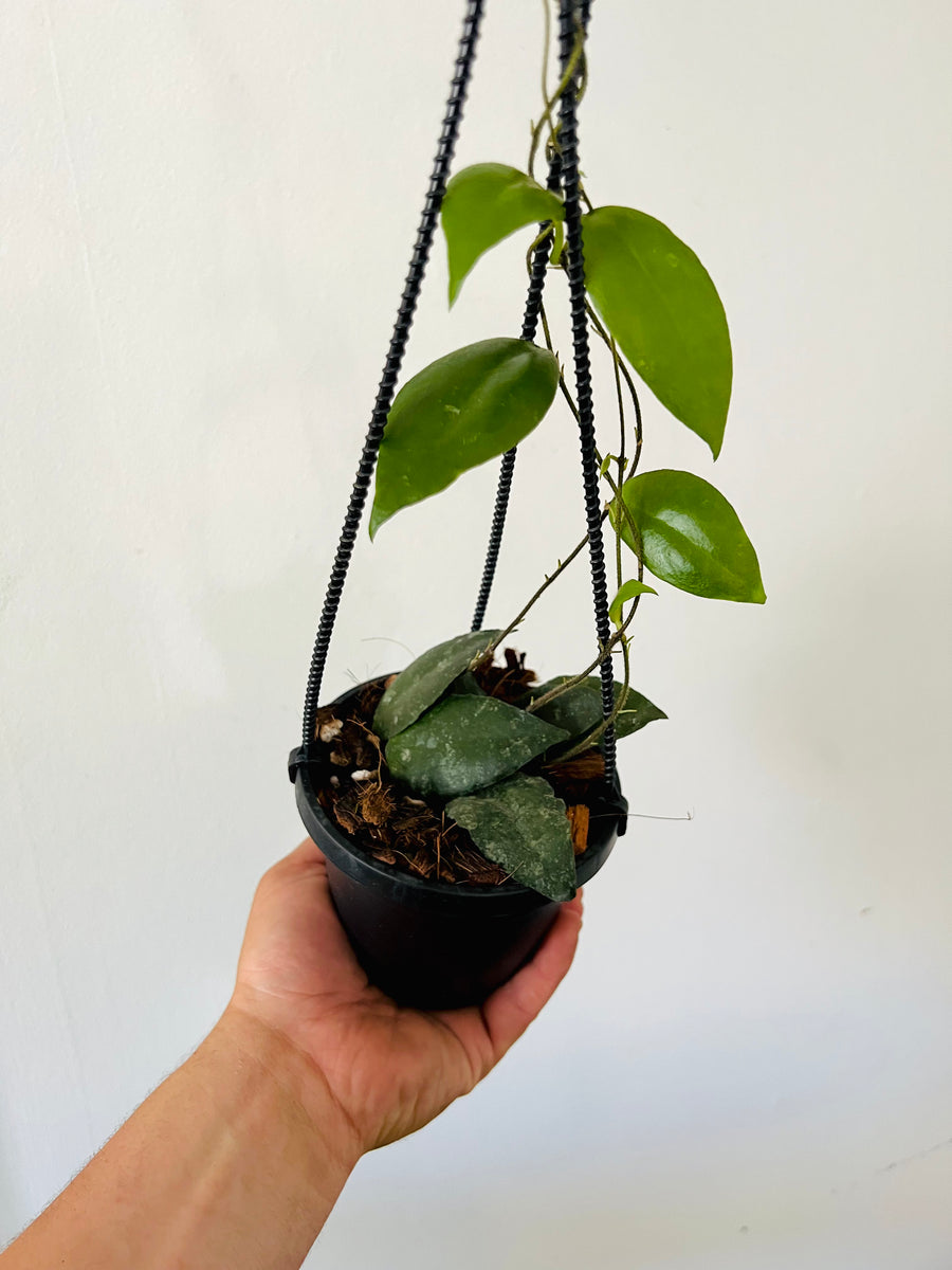 Hoya Caudata Sumatra - Hanging Basket - 4