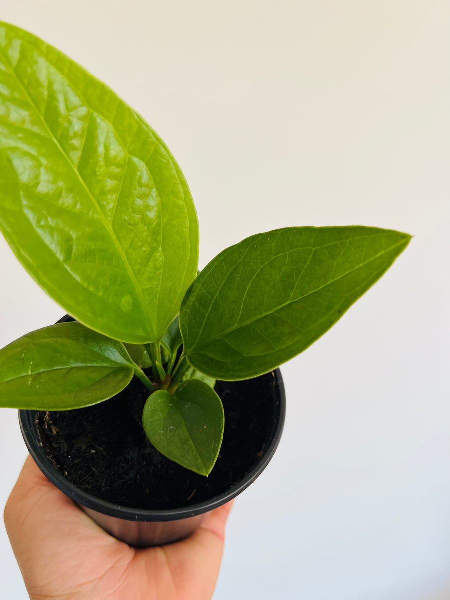 Anthurium Jenmanii - 4