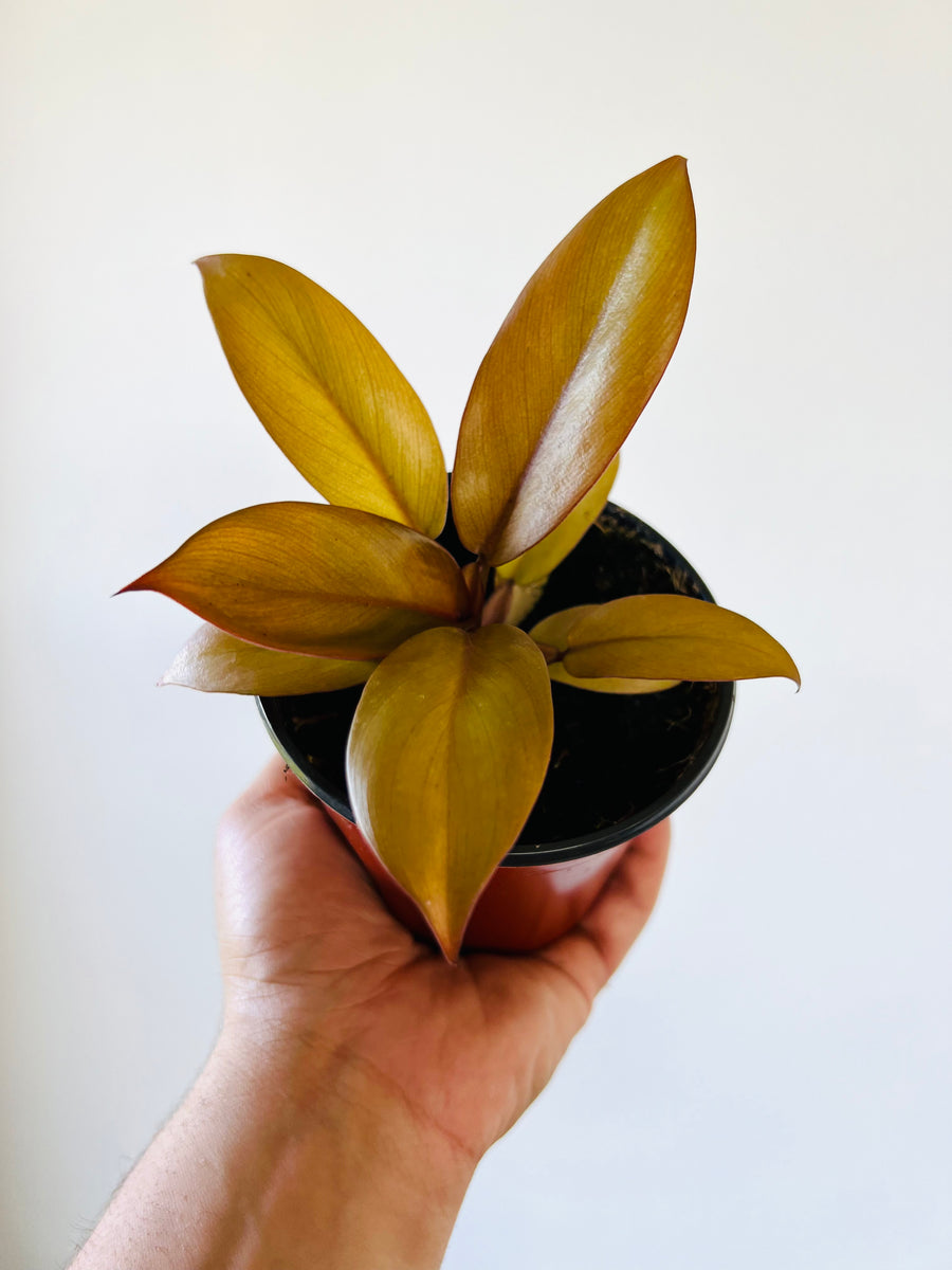 Philodendron Caramel Cardinal - New Cultivar - Black Cardinal x Caramel Marble - 4