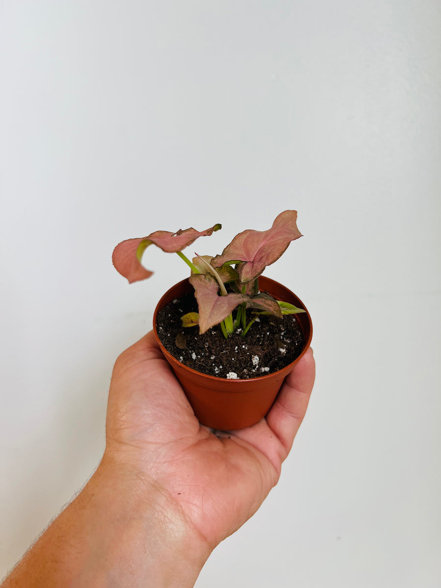 Syngonium Podophyllum 'Pink Splash' - Rare Syngonium - 3