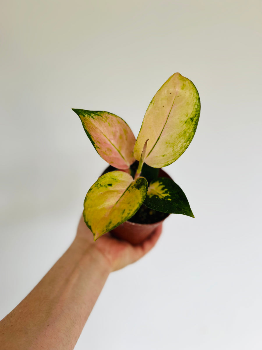 Aglaonema Spitfire - Rare Aroid - 4