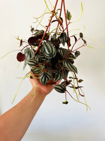 Peperomia Turboensis 'Purple Watermelon' - 6