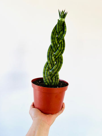 Sansevieria Dragon Fingers - 5 Braided Snake Plant - 6