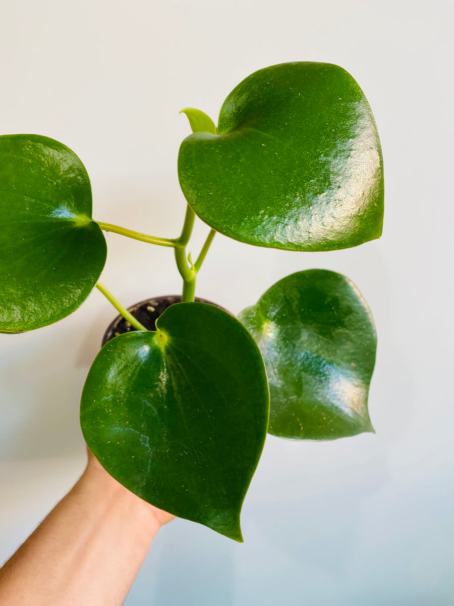 Peperomia Polybotrya 'Raindrop' - 4