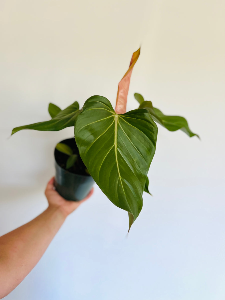 Philodendron Summer Glory - New Cultivar - 6
