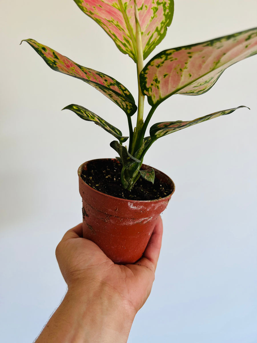 Aglaonema 'Wishes' - 4