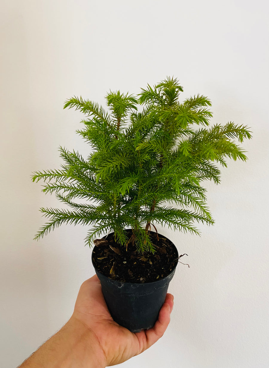 Norfolk Pine - Mini Christmas Tree - 4