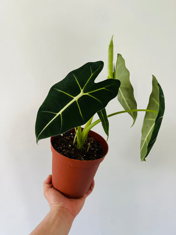 Alocasia Frydek - 6