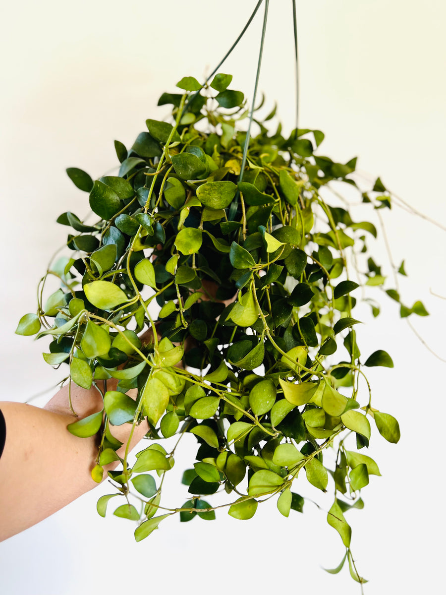 Hoya Pubera - Very Full & Trailing - Vanilla Scented Hoya - 8