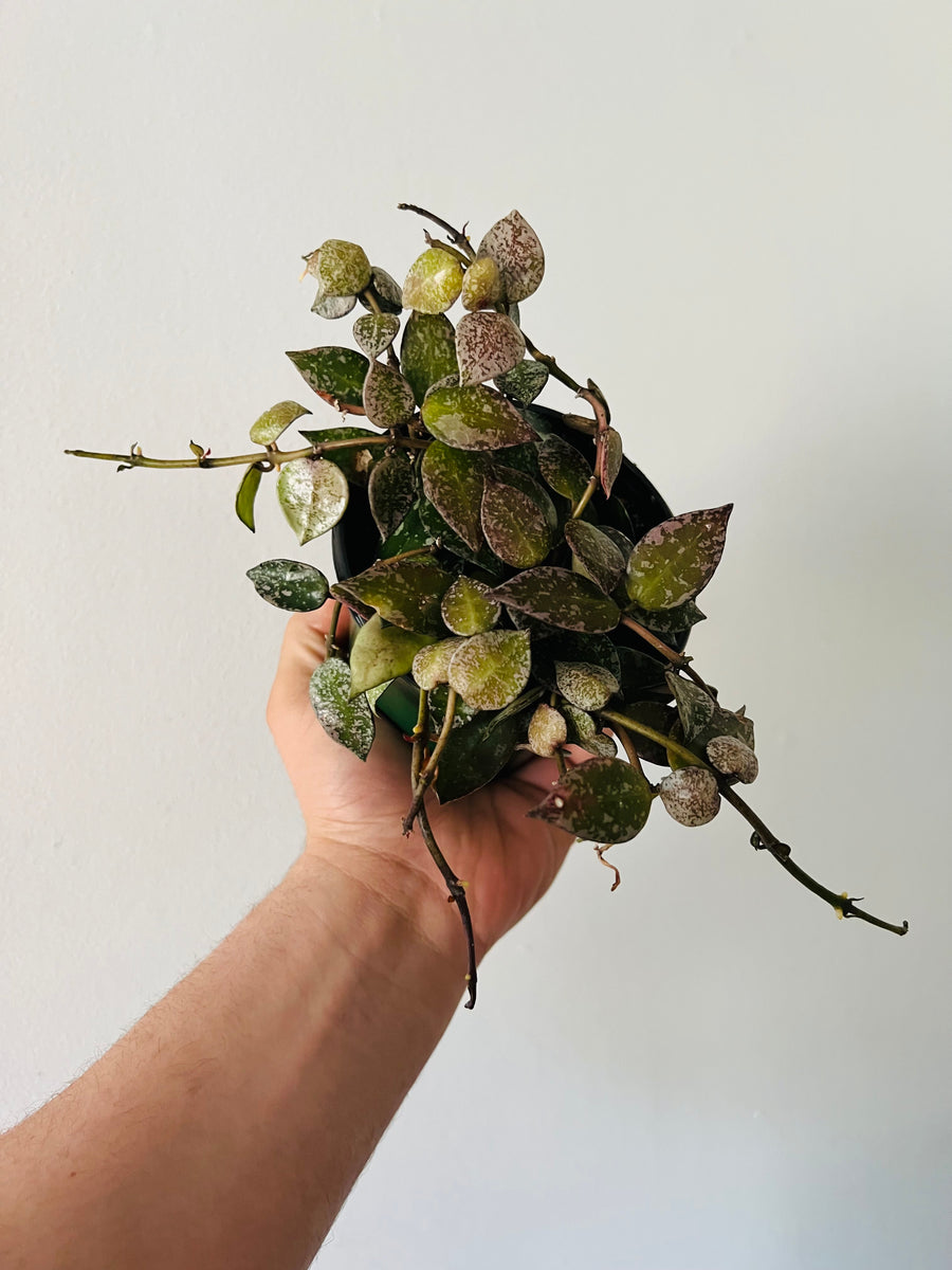 Hoya Krohniana ‘Splash’ - Very Sun-Stressed - 4