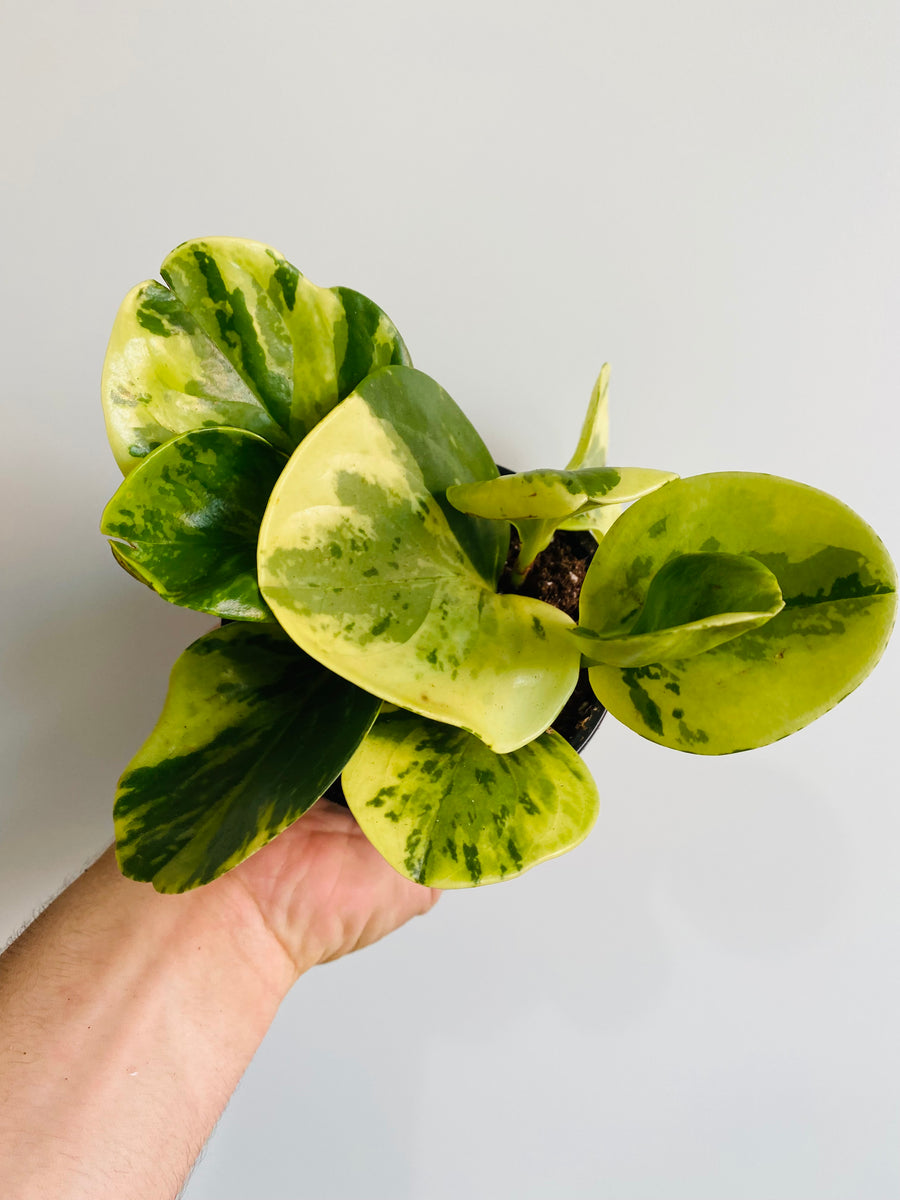 Peperomia Obtusifolia 