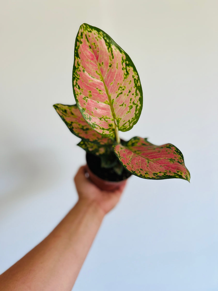 Aglaonema 'Wishes' - 4