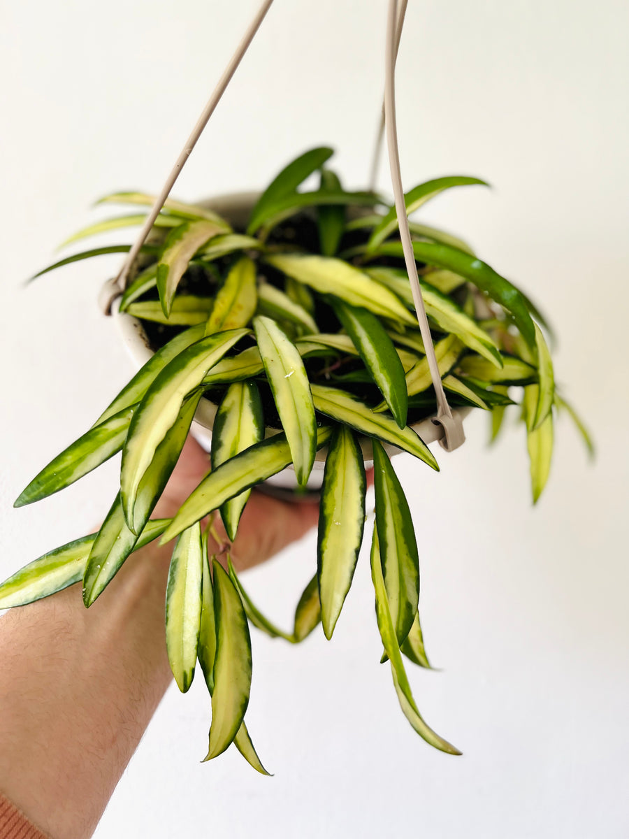 Hoya Wayetii 'Variegated' - 6