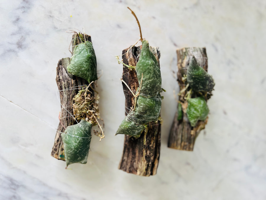 Hoya Imbricata - Mounted on Log