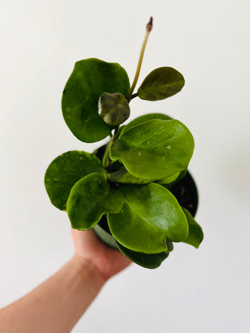 Hoya Obovata - 6
