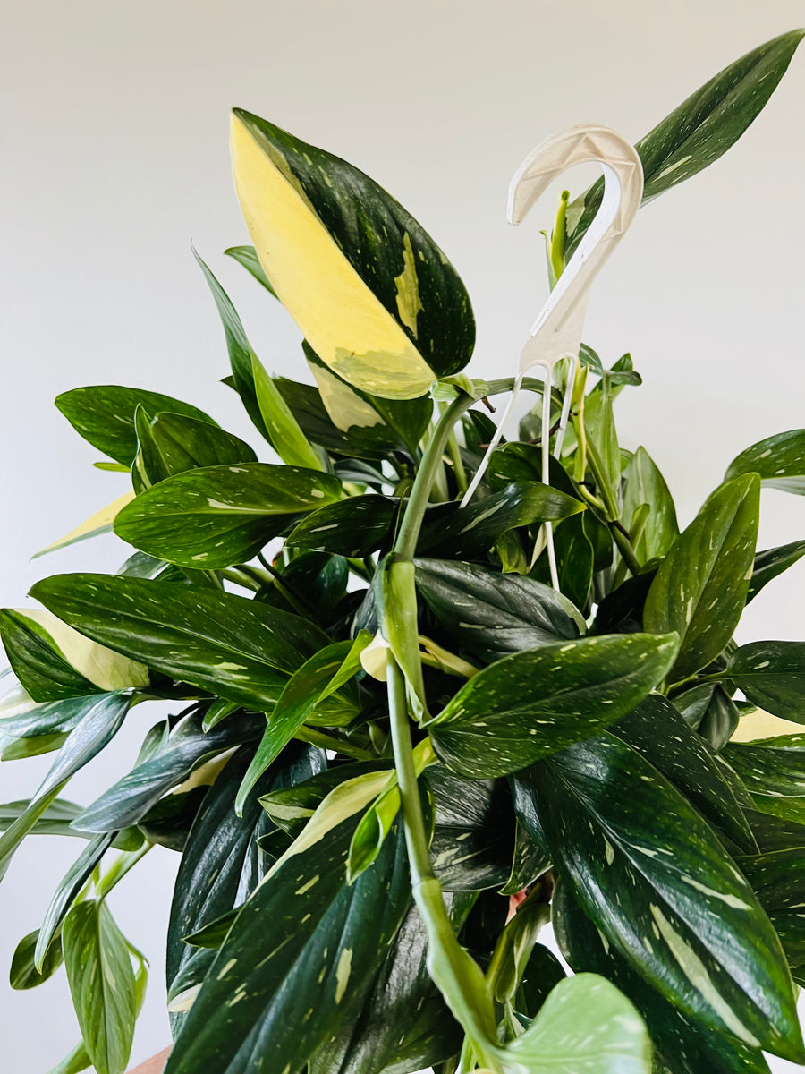 Monstera Standleyana Albo - Mother Plants - 8