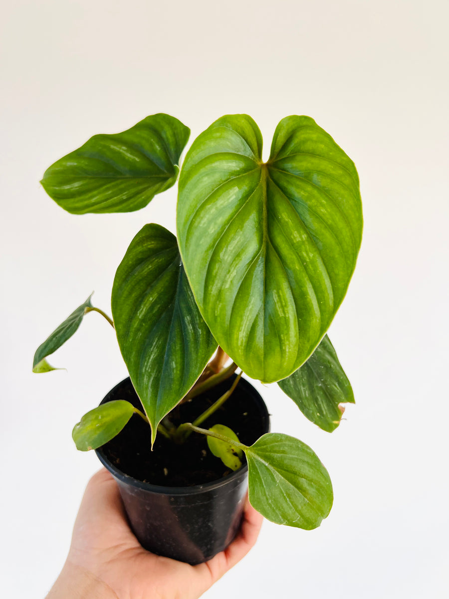 Philodendron Plowmanii - Rare Aroid - 4