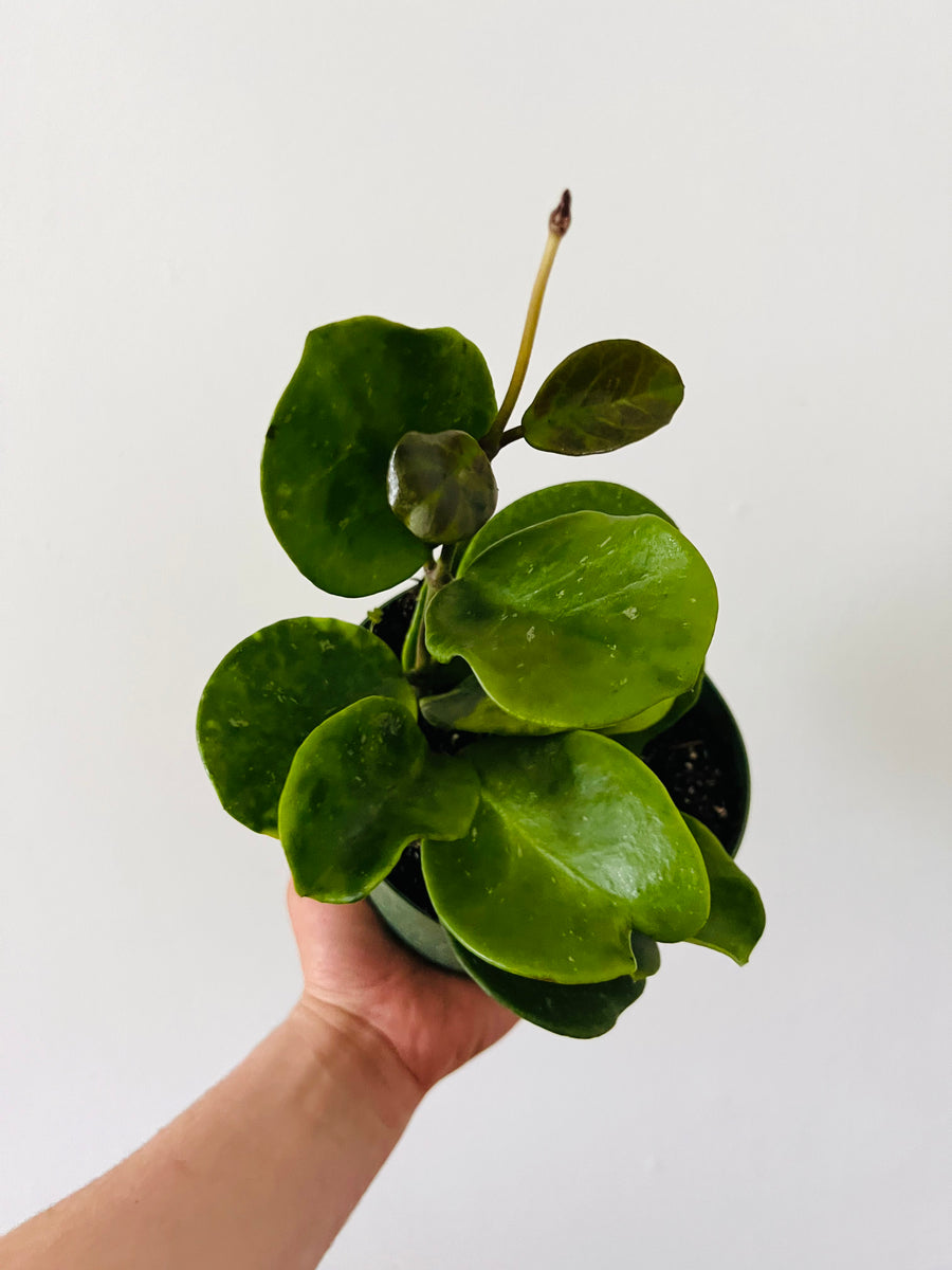 Hoya Obovata - 6