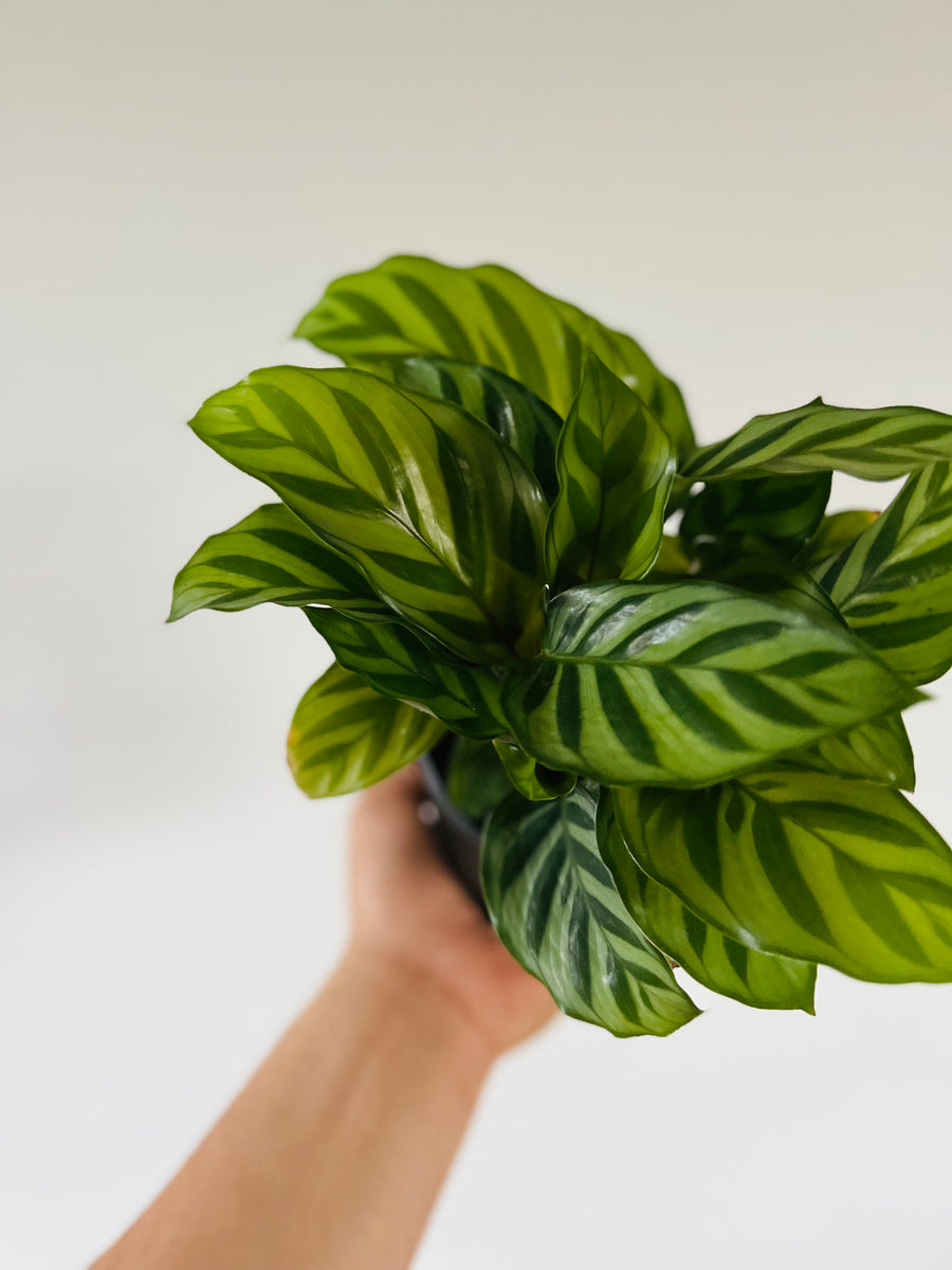 Calathea Freddie - 4