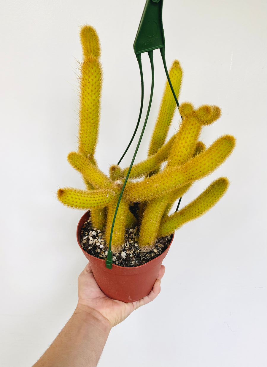 Golden Rat Tail Cactus - Cleistocactus Winteri  - 6