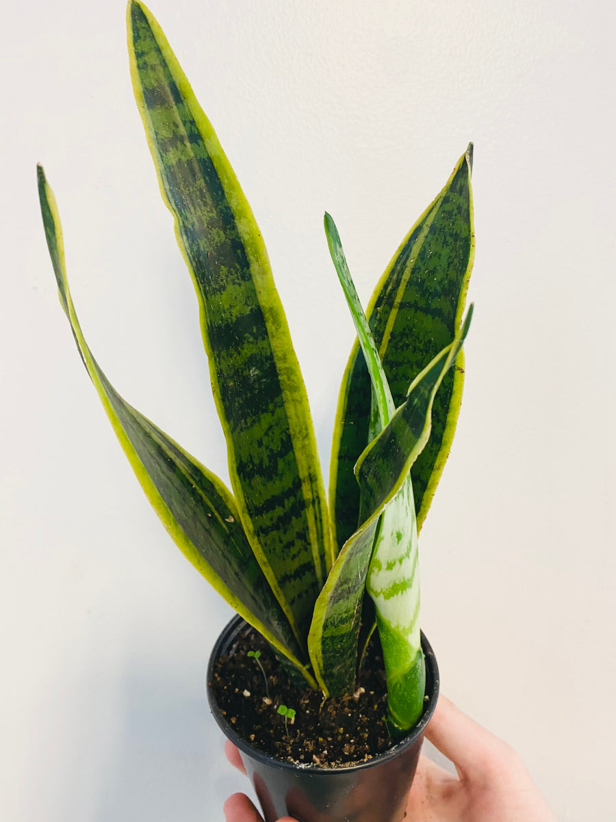 Sansevieria 'Laurentii' - Variegated Snake Plant - 4