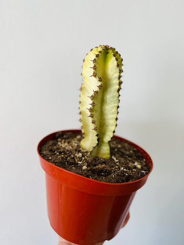Euphorbia Ammak 'Variegated' - Ghost Cactus - 8