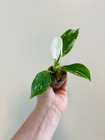 Philodendron White Wizard - 2