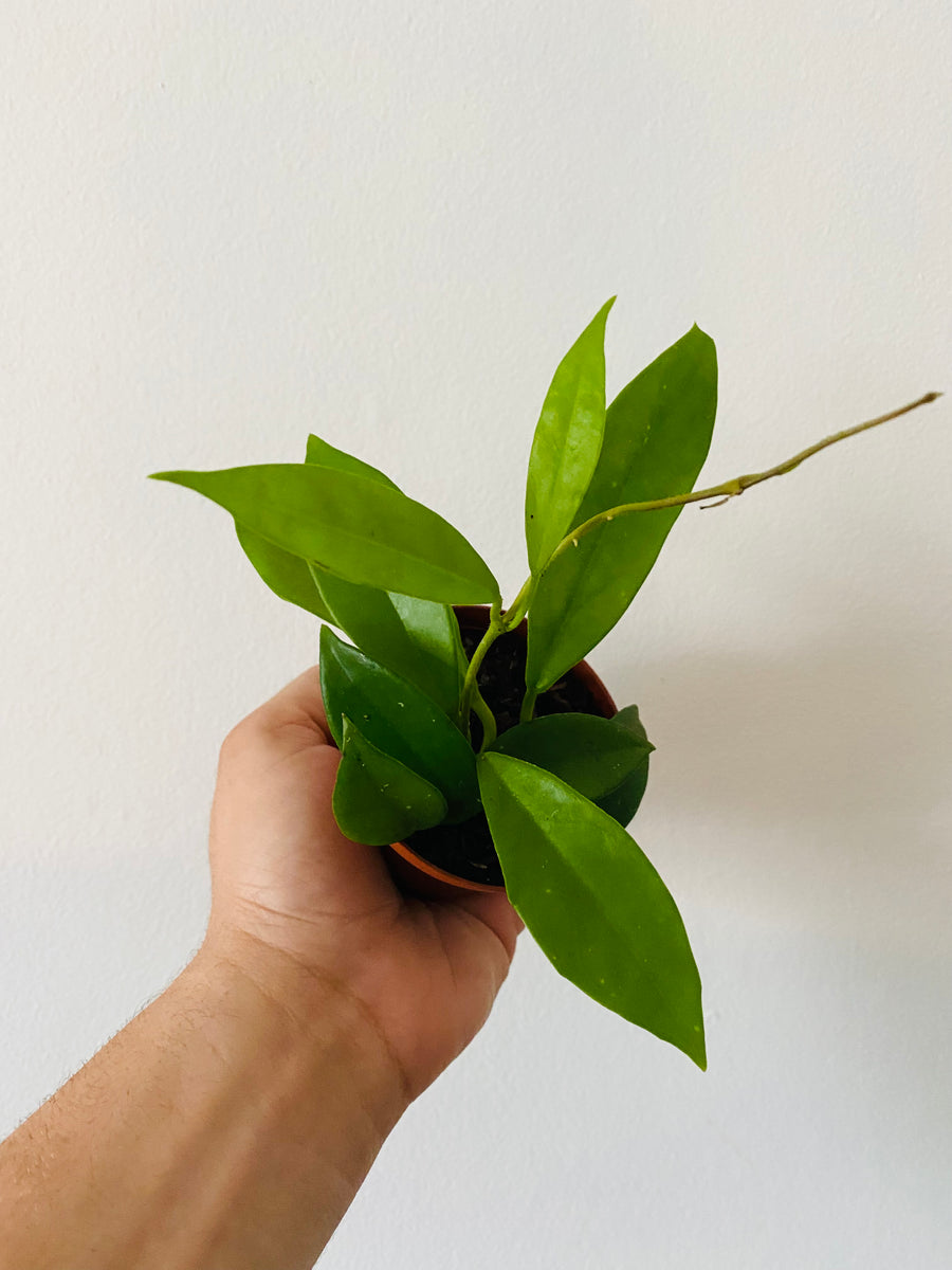 Hoya Carnosa 'Green' - 3