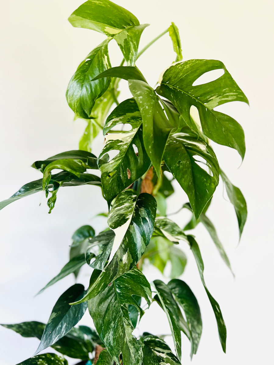 Epipremnum Pinnatum Albo Variegata - On Moss Pole - Very Large & Fenestrated - 8