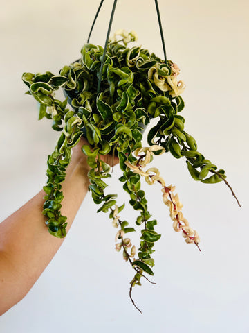 Variegated Hoya Rope - Very Full & Trailing - 8