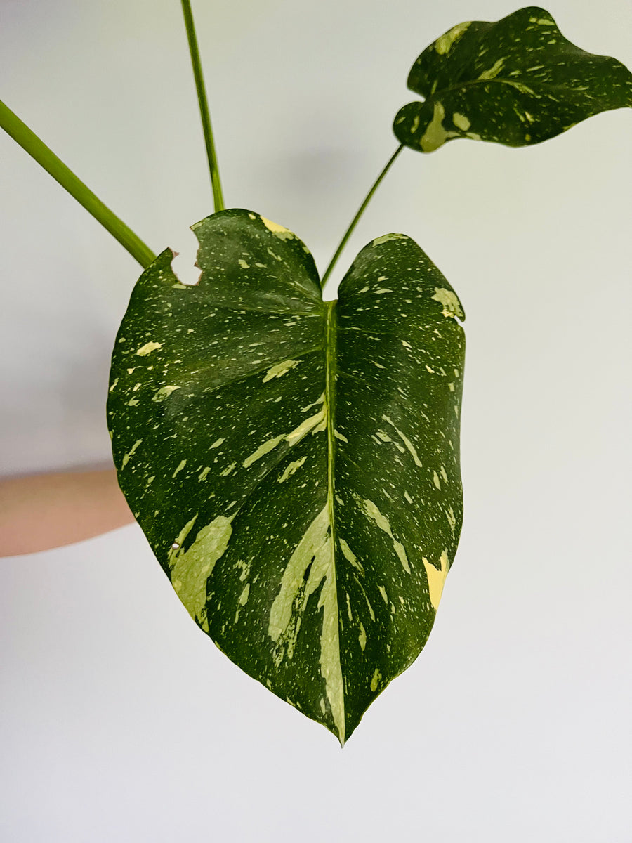 Monstera Thai Constellation - High Variegation - Plant B43 - Includes Next Day Shipping