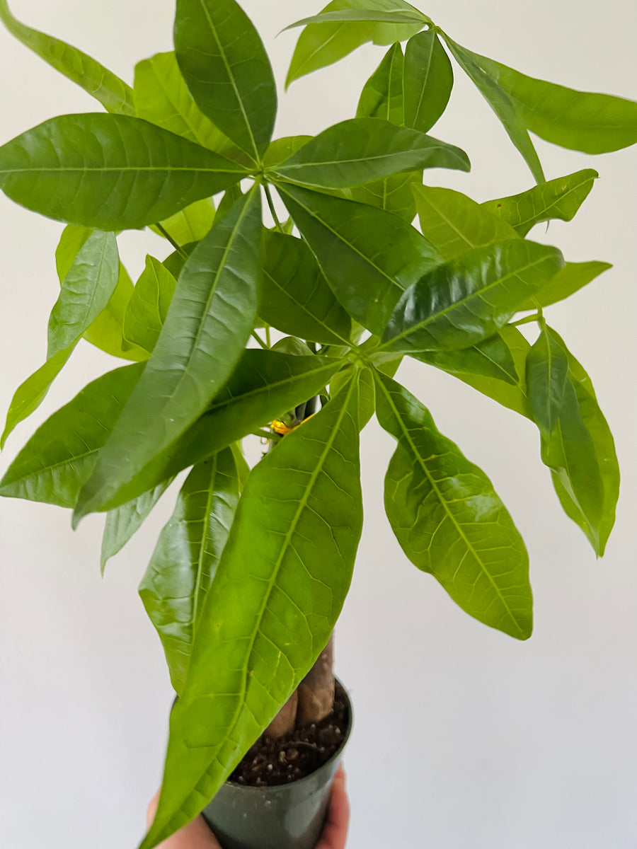 6 leaves money tree Money Tree Braid - Pachira Aquatica
