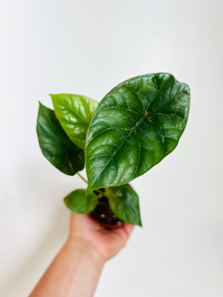 Alocasia Sinuata - Jewel Alocasia - 3