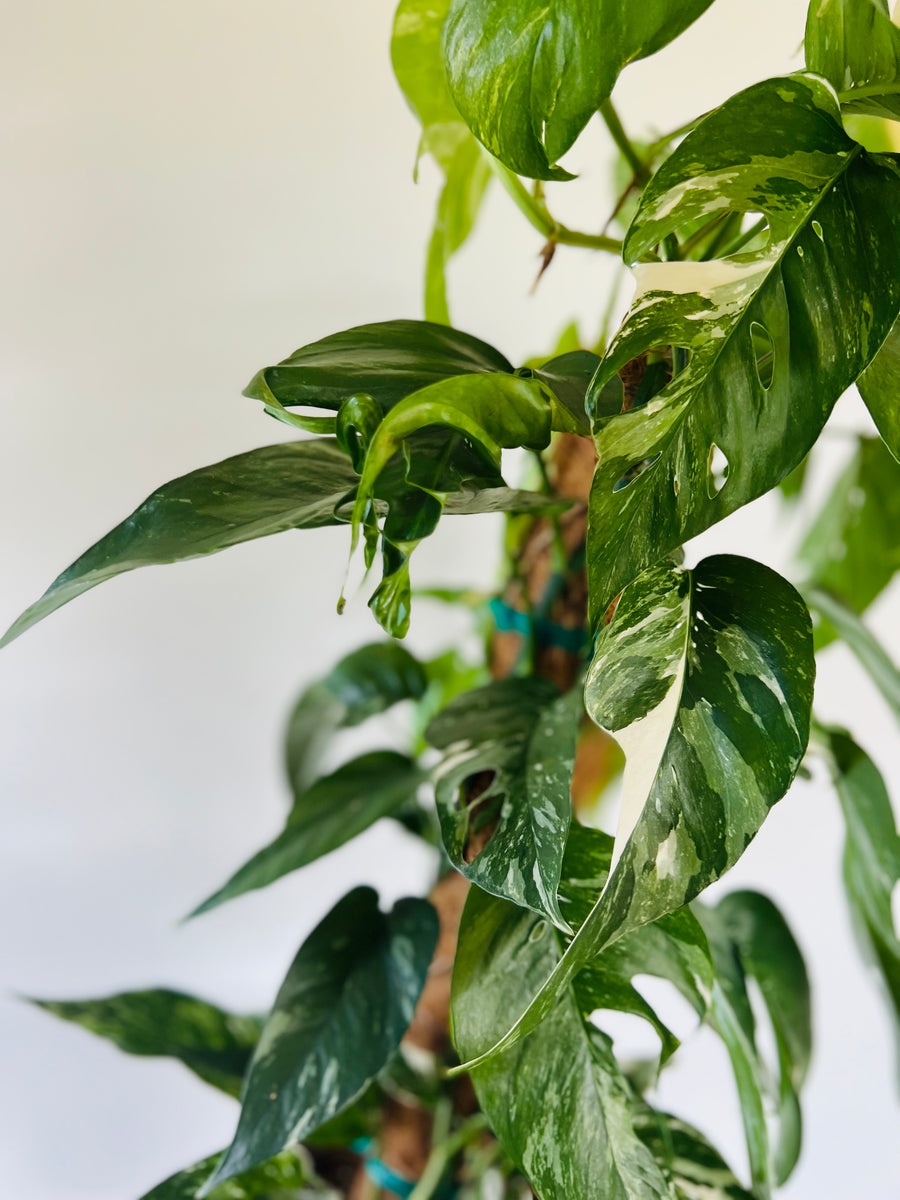 Epipremnum Pinnatum Albo Variegata - On Moss Pole - Very Large & Fenestrated - 8