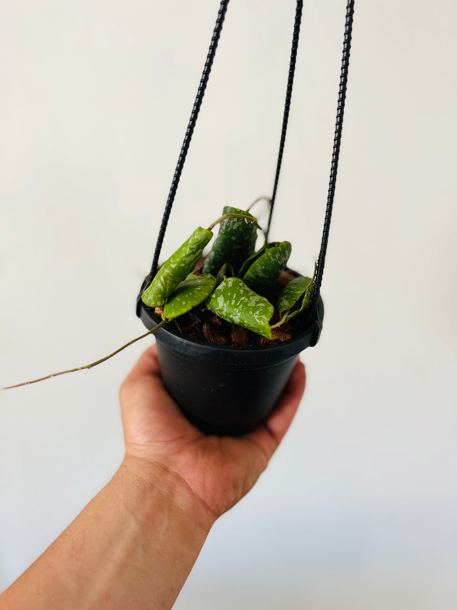 Hoya Imbricata - Hanging Basket - 4