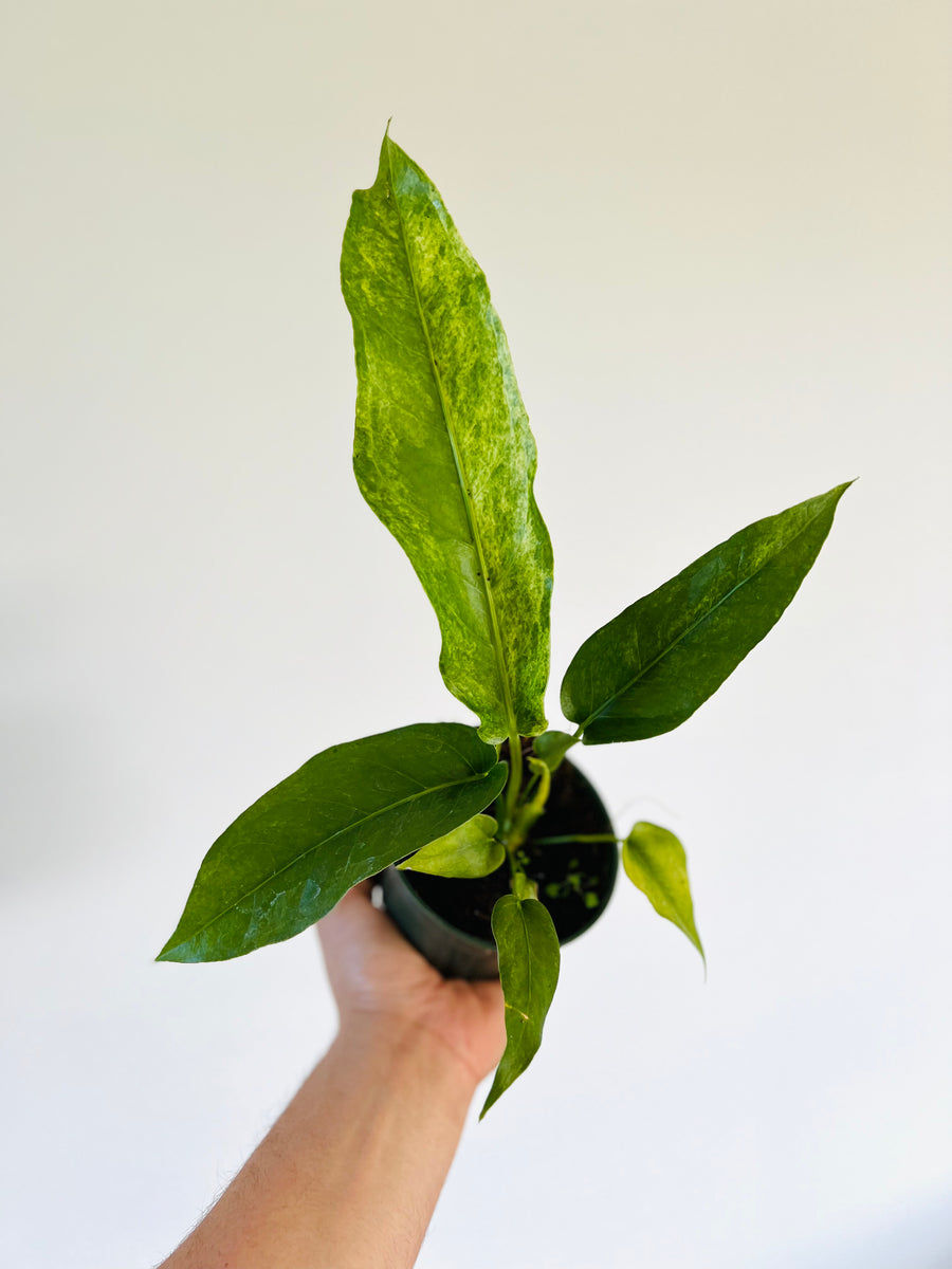 Variegated Anthurium Hookerii - Rare Aroid - 4
