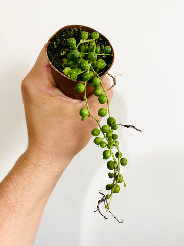 String of Pearls - Senecio Rowleyanus - 2