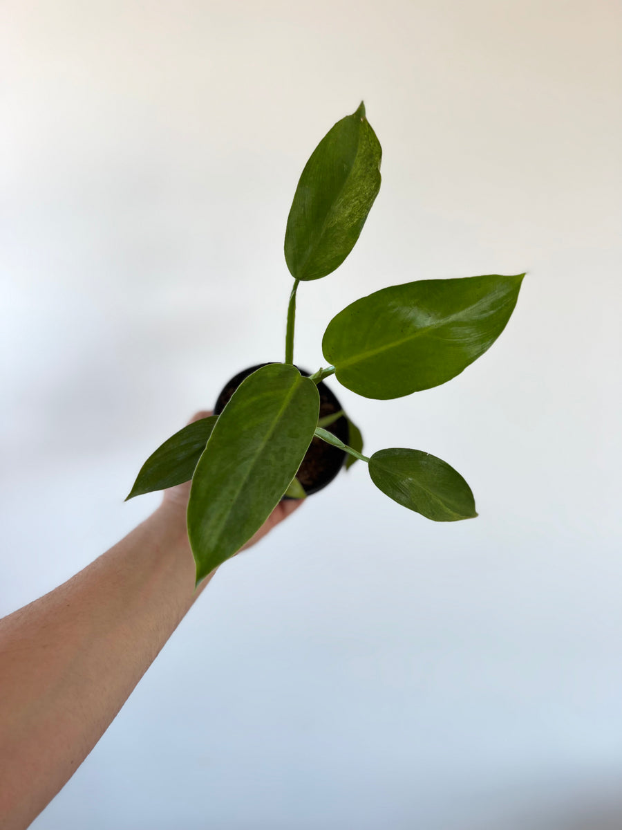 Philodendron Jose Bueno - Low Variegation - 4