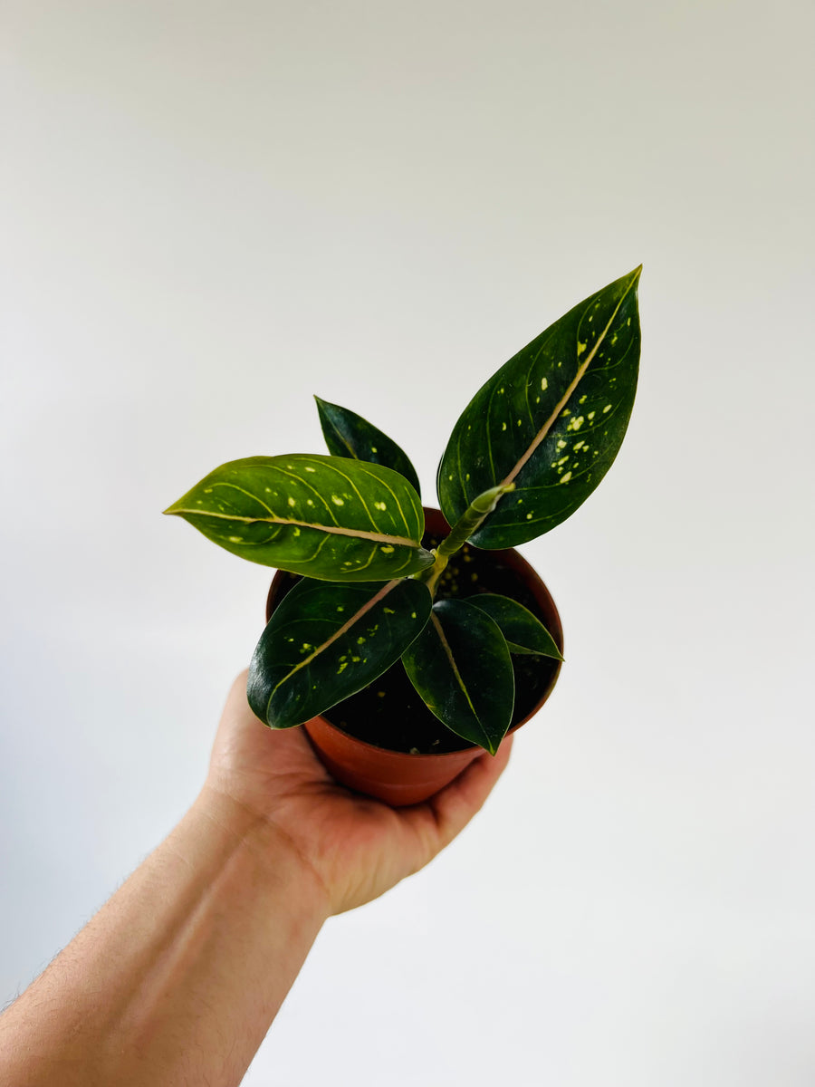 Aglaonema 'Stars' - 4