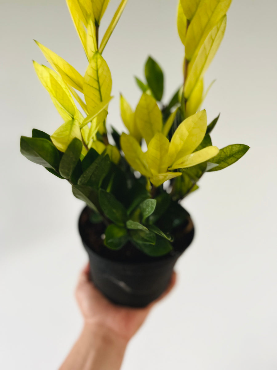 Chameleon ZZ - New Variety - 6