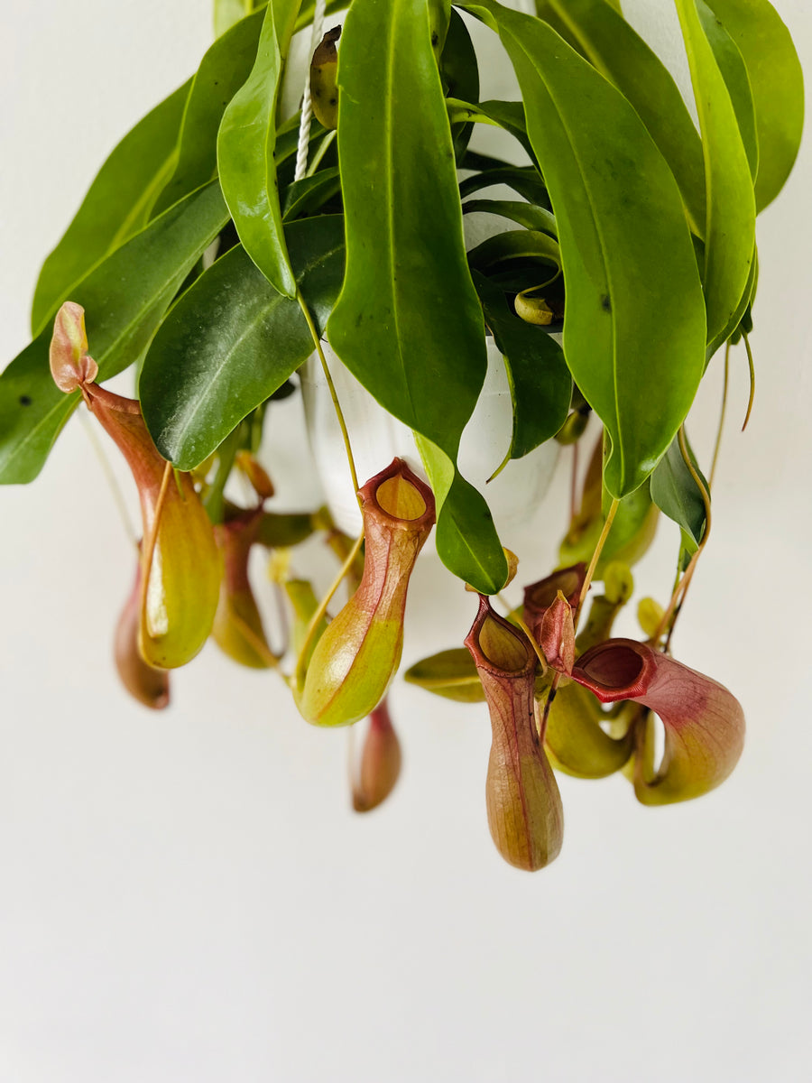 Pitcher Plant - Nepenthes 'Alata' - 6