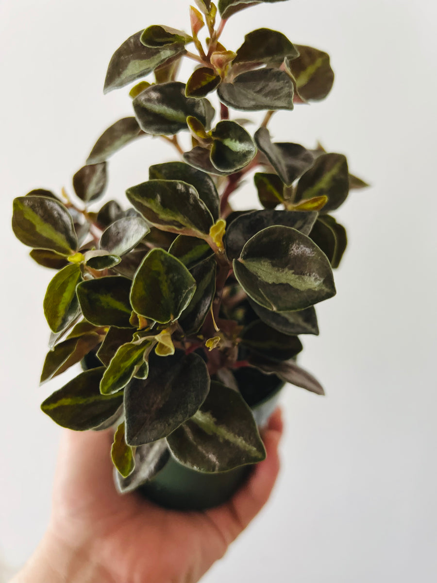 Peperomia Metallica Variegated - 4