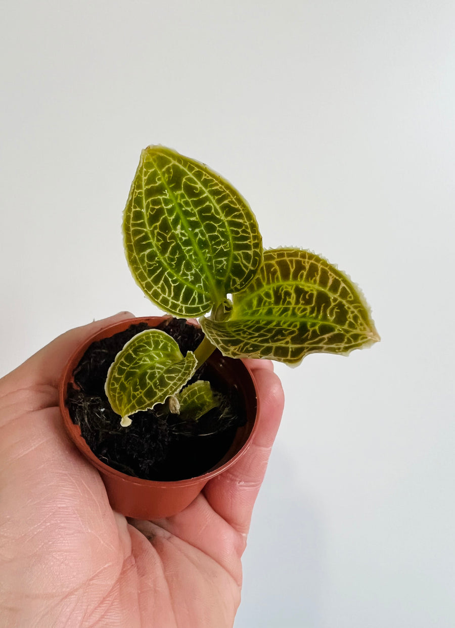 Macodes Sanderiana - Jewel Orchid - 2
