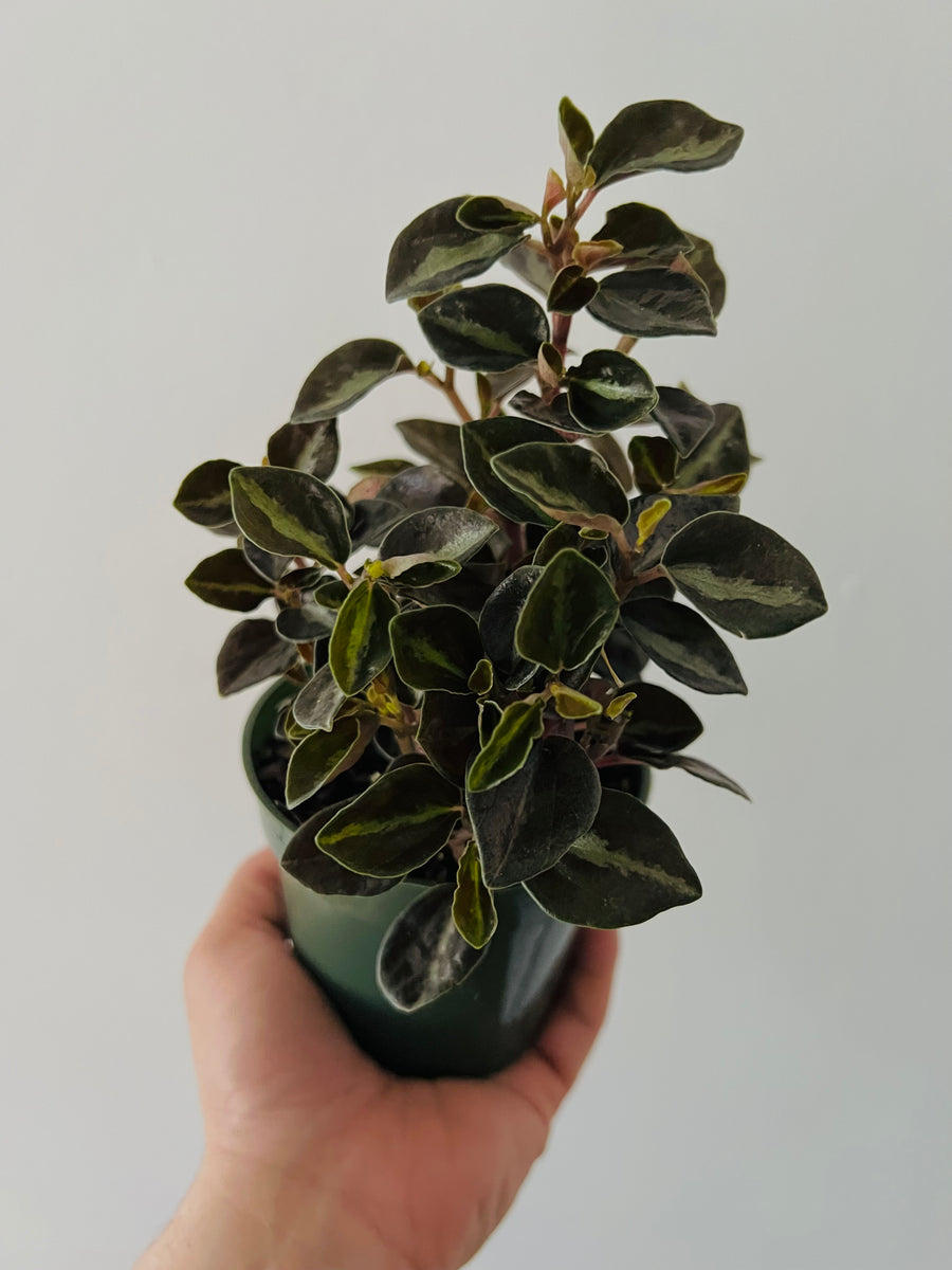 Peperomia Metallica Variegated - 4