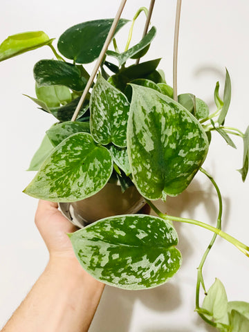 Scindapsus Silver Anne - 4.5