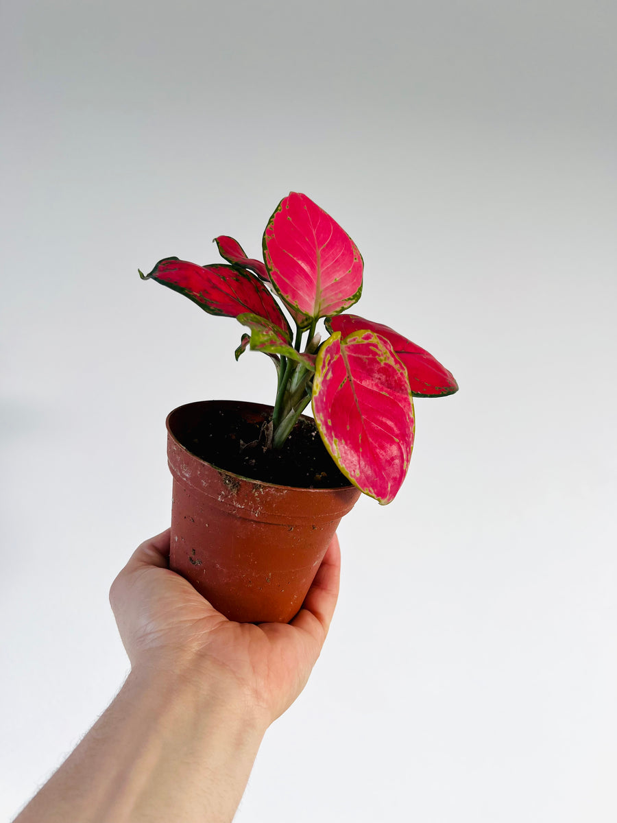 aglaonema roja Aglaonema Red Zircon