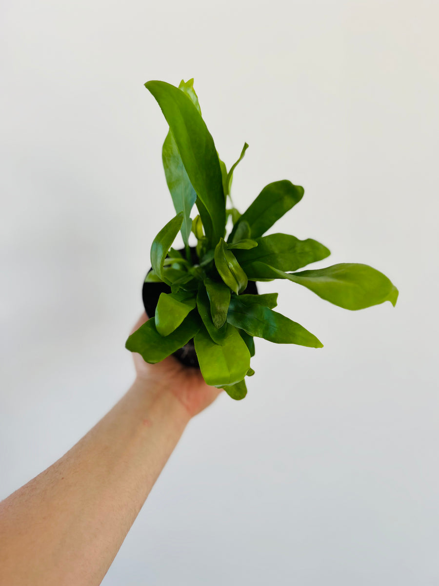 Green Flame Fern - Microsorum Punctatum - 4