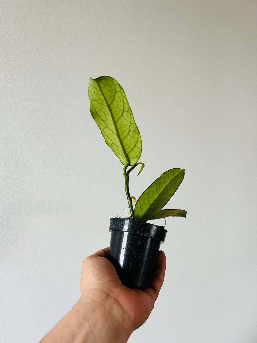 Hoya Globulosa - Rare Hoya - 3